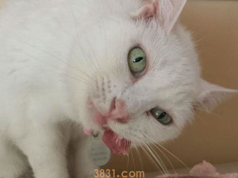 猫咪不排便怎么办?猫咪不排便是怎么回事?(图1)