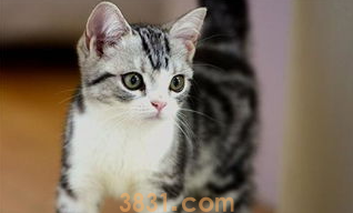 猫咪不排便怎么办?猫咪不排便是怎么回事?(图2)