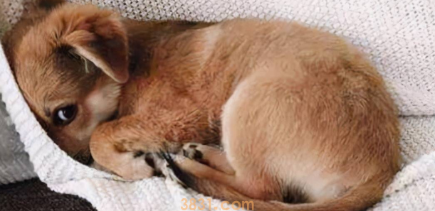 狗狗犯错误后,为什么害怕正眼看主人?(图1)