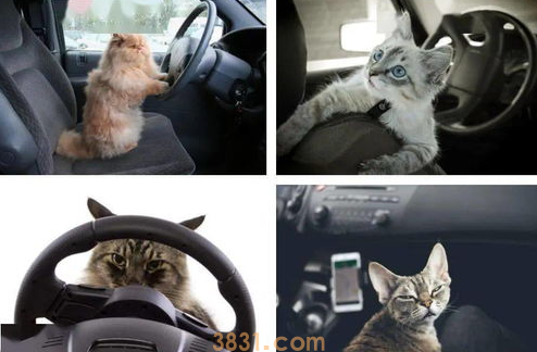 猫咪晕车后怎么办?猫咪晕车怎么办?(图1)