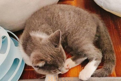 猫咪晕车后怎么办?猫咪晕车怎么办?(图2)