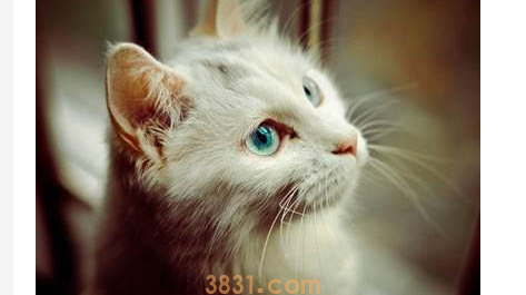 猫刷牙出血怎么办?猫咪刷牙出血怎么处理?(图1)