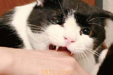 猫刷牙出血怎么办?猫咪刷牙出血怎么处理?(图2)