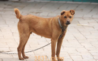 可悲!这5种中华民族犬或因禁养,将消退在中国大地(图1)