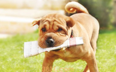 可悲!这5种中华民族犬或因禁养,将消退在中国大地(图2)