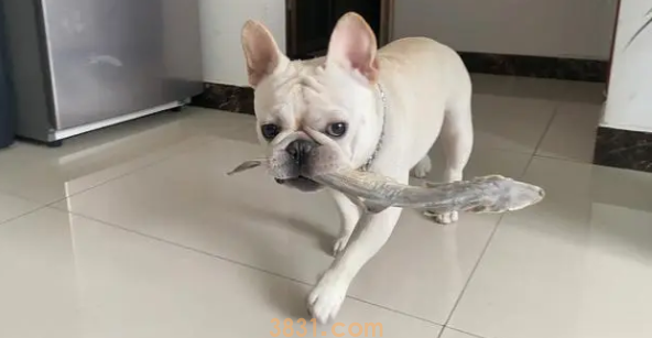 训练方法牛定点大小便,只需做好这几点(图1)