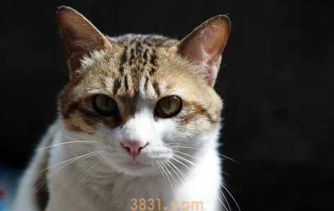 猫声音沙哑怎么办?猫咪声音沙哑属于正常现象?(图1)