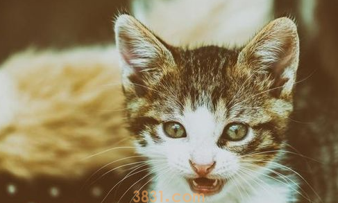 猫声音沙哑怎么办?猫咪声音沙哑属于正常现象?(图2)