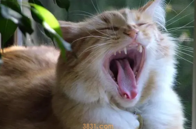 猫哈气怎么办?(图2)