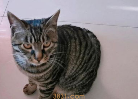 猫低吼怎么办?(图1)