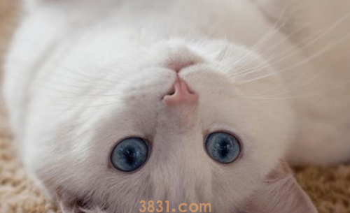 猫低吼怎么办?(图2)