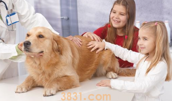 狗狗不舒服了?它传出的这6个数据信号,铲屎官接到了没有?(图1)