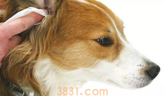 狗狗不舒服了?它传出的这6个数据信号,铲屎官接到了没有?(图2)