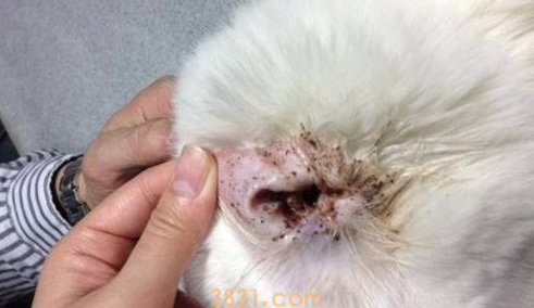 猫咪长耳螨怎么办?猫咪长耳螨怎么办啊?(图1)