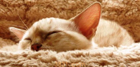 猫咪长耳螨怎么办?猫咪长耳螨怎么办啊?(图2)