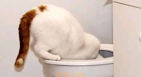 猫咪吐血水怎么办?猫咪吐血水怎么治疗?(图2)