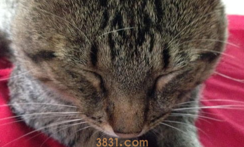 猫咪吐血水怎么办?猫咪吐血水怎么治疗?(图1)