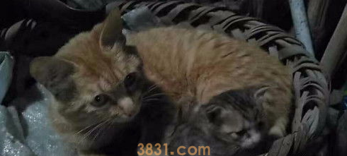 母猫没有奶怎么办?母猫缺奶有什么表现?(图1)