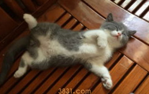 母猫没有奶怎么办?母猫缺奶有什么表现?(图2)