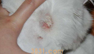 人得了猫癣猫癣怎么办?人得了猫癣猫癣怎么办用什么药膏?(图1)