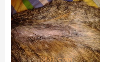 人得了猫癣猫癣怎么办?人得了猫癣猫癣怎么办用什么药膏?(图2)