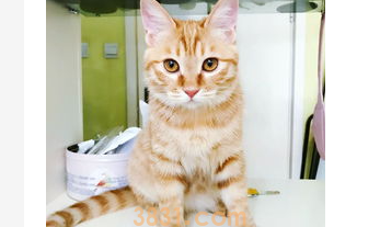 惹猫生气了怎么办?把猫惹生气了多久才能跟你好?(图1)