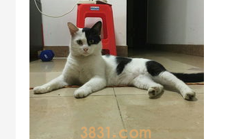 惹猫生气了怎么办?把猫惹生气了多久才能跟你好?(图2)