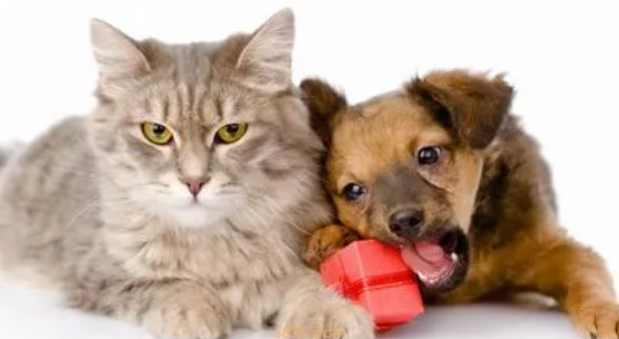 猫和狗要多久才可以和谐相处?(图2)