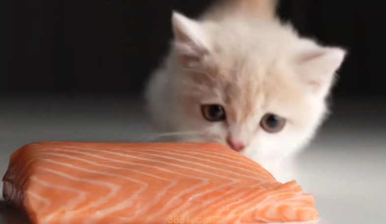 猫护食怎么办?猫护食有什么影响?(图1)