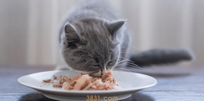 猫护食怎么办?猫护食有什么影响?(图2)