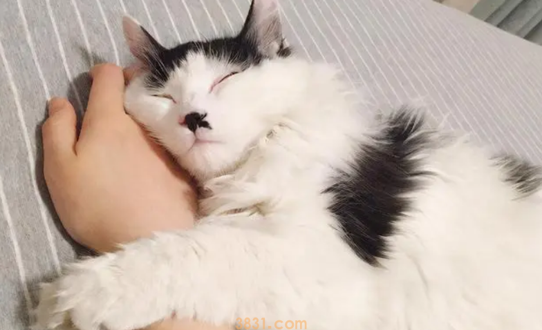 猫粘人怎么办?(图2)