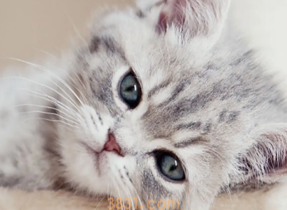 讨厌猫怎么办?(图2)