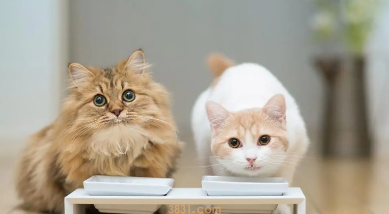 讨厌猫怎么办?(图1)