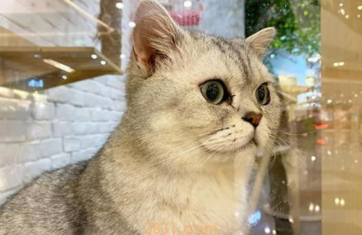 宠物猫的习惯有哪些?(图1)