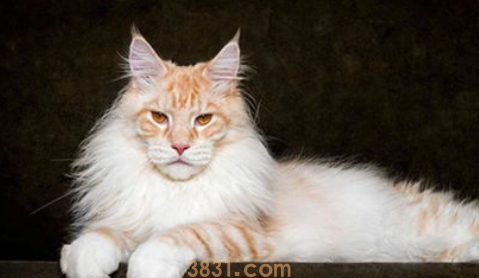 宠物猫的习惯有哪些?(图2)