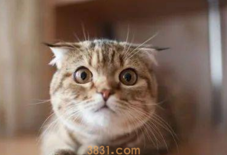 如何判断猫猫的美丑?(图1)