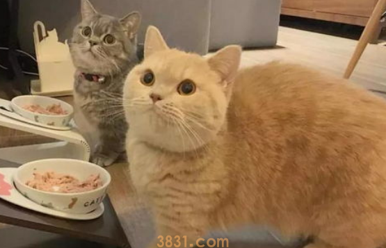 从年龄及容貌体型上选择活泼好动的猫猫!(图1)