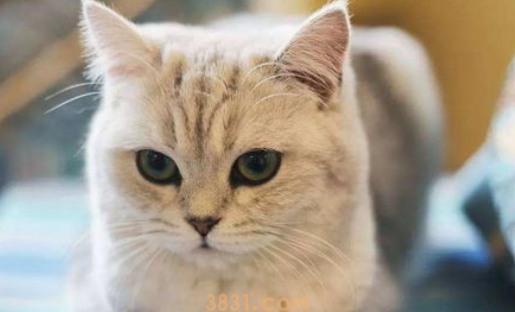 如何选购猫咪?(图2)