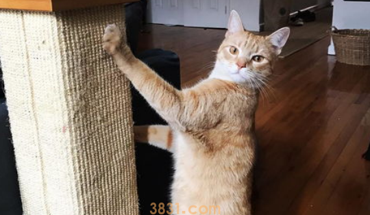 如何引导猫咪不抓家具?(图1)