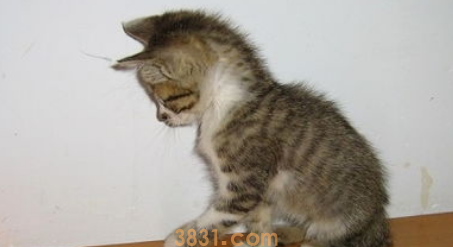 如何引导猫咪不抓家具?(图2)