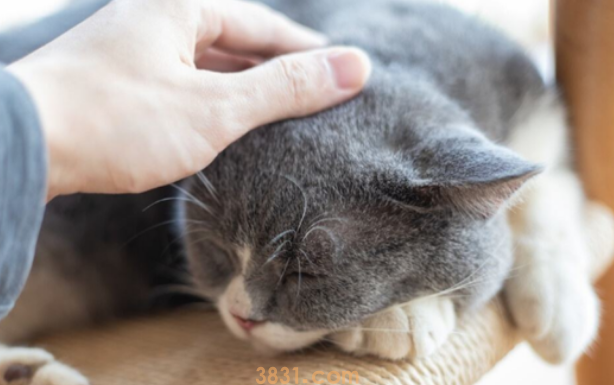 宠物猫咪犯错后的调教方法!(图2)