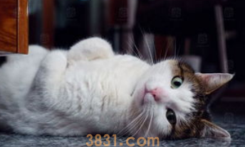 关于小猫的日常动作~(图1)