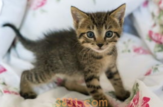 关于小猫的日常动作~(图2)