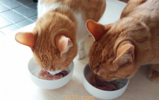 为什么有的猫咪会把食物从碗里叼走?(图2)