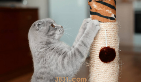 猫咪一直磨爪子怎么回事?(图1)
