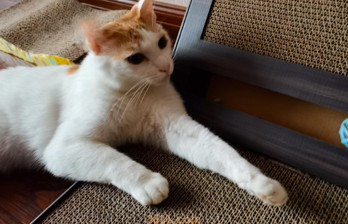猫咪一直磨爪子怎么回事?(图2)