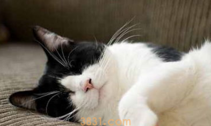 你家猫咪“恨你”的表现,看看你中枪了没?(图2)