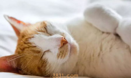 猫猫爱钻被子如何纠正?(图1)