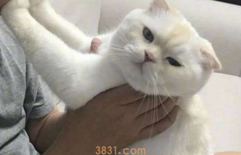 猫猫爱钻被子如何纠正?(图2)