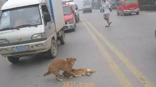 容易造成狗狗死亡的9大缘故,你了解多少?(图1)